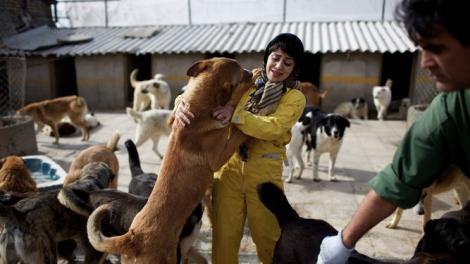 Este oficial! Iran interzice prin lege plimbarea câinilor în locurile publice și amenință stăpânii animalelor. Pedepsele sunt sângeroase