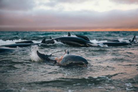 Fenomenul alarmant! 200 de balene, găsite moarte în ultimele șapte zile! Explicația dată de oamenii de știință