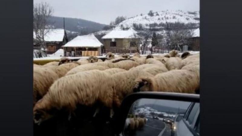 Imagini nemaiîntâlnite pe Drumul european E 81 care face legătura între Râmnicu Vâlcea și Sibiu! O turmă de oi a lins sarea de pe asfalt pusă pentru deszăpezire