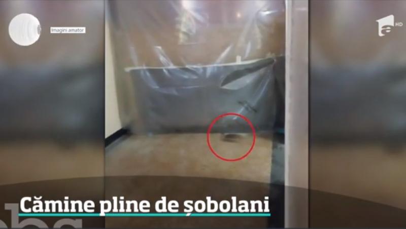 Condiții inumane! Studenții din căminele Universității București trăiesc printre gândaci și șobolani. Imagini înfiorătoare!