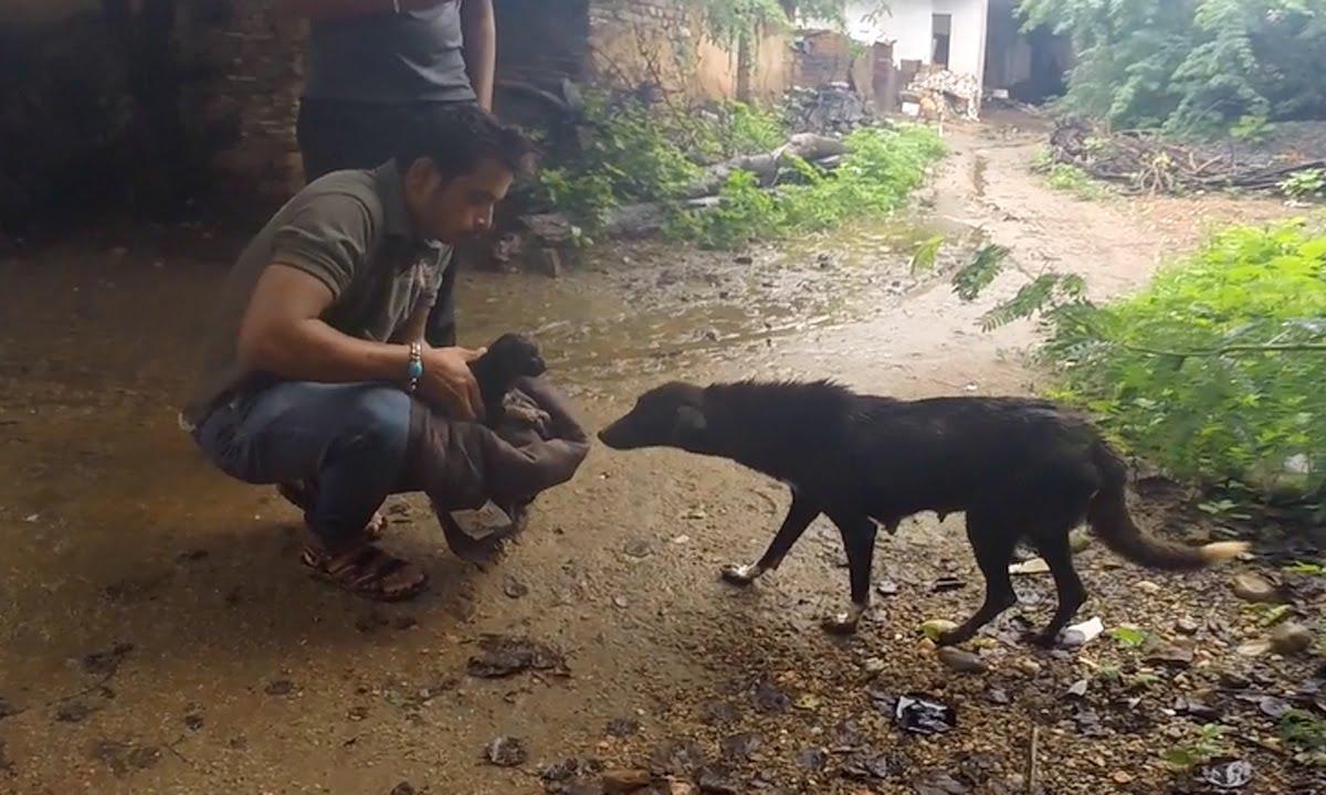 O cățelușă a fost părăsită și separată de puii ei, dar  un &icirc;nger păzitor a reușit să &icirc;i reunească! Uite ce reacție a avut cățelușa la sosirea salvatorilor! VIDEO