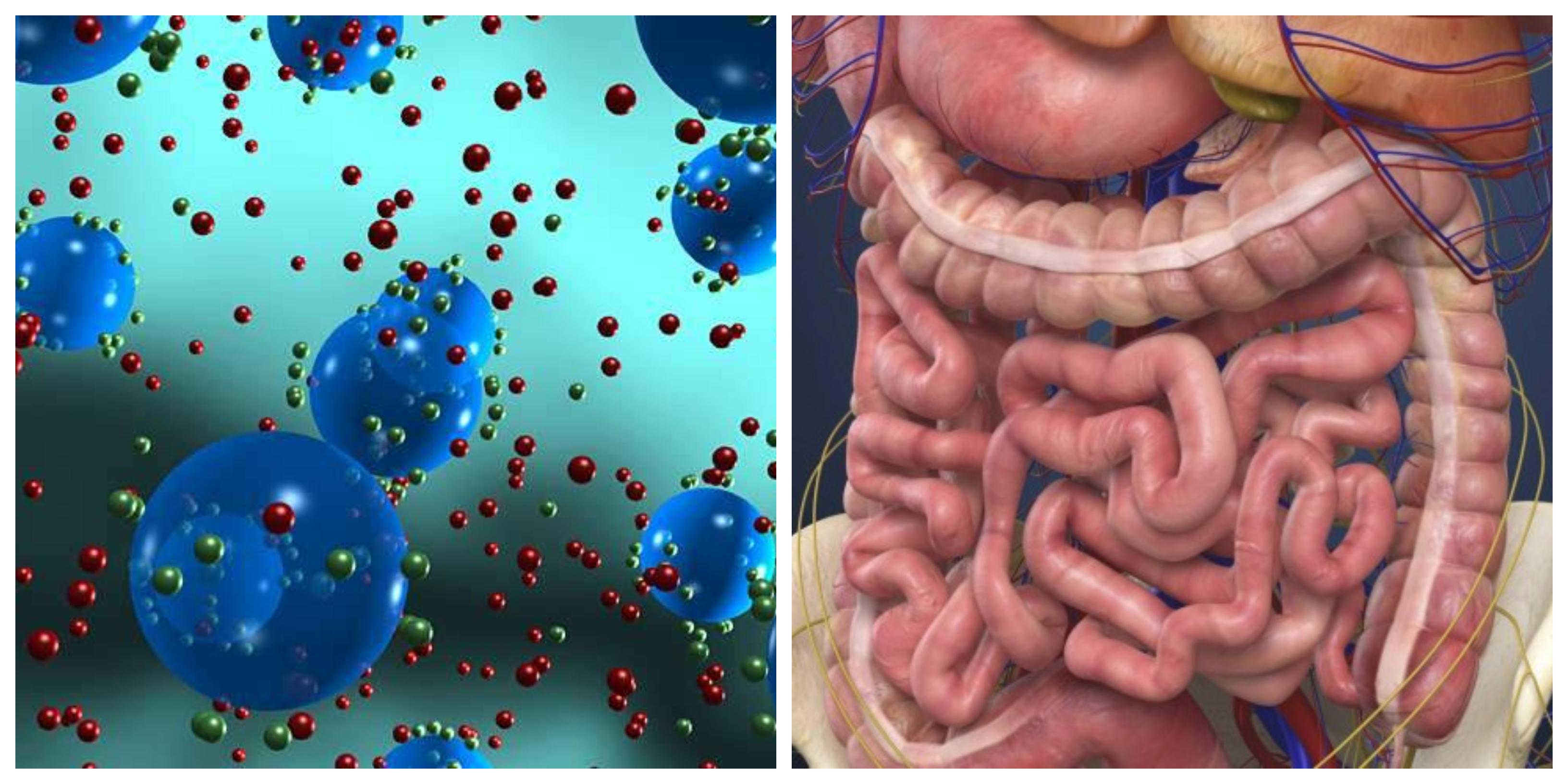 Descoperire uimitoare: Mini-organe crescute în laborator. Tehnologia care va schimba vieți!