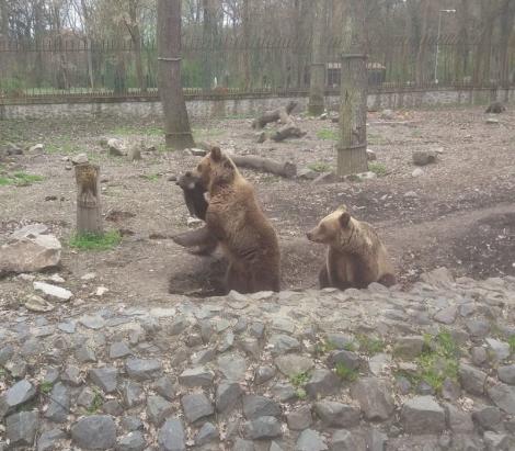 Doi pui de urs care au căzut într-un puţ, salvaţi de jandarmi! Operaţiunea a fost dificilă, întrucât ursoaica era la doi pași - Video