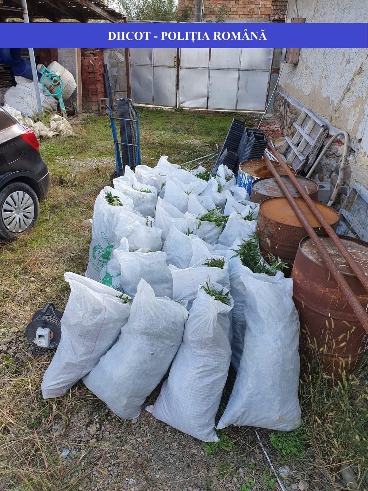 Bihor: Trei persoane au fost arestate preventiv după ce au &icirc;nfiinţat o cultură de cannabis. Poliţiştii au confiscat peste 160 de kilograme de droguri