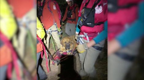 Un câine de 86 de kilograme a fost salvat din munți după ce a leșinat. Salvamontiștii s-au luptat cu el patru ore - FOTO