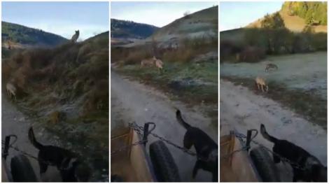 Doi lupi au urmărit o căruță, ziua în amiaza mare. Imagini neobișnuite surprinse într-un sat din Harghita