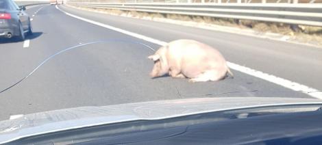 Au pierdut porcul pe autostradă! Imaginile cu animalul, pe banda de urgență între Sibiu și Sebeș, au revoltat internetul