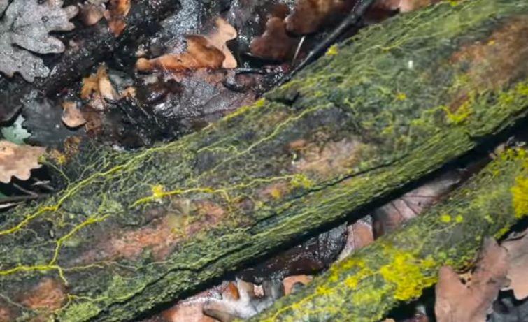 Descoperire uluitoare! Tăiată &icirc;n două, se vindecă &icirc;n două minute: ''Este o fiinţă vie care se numără printre misterele naturii''