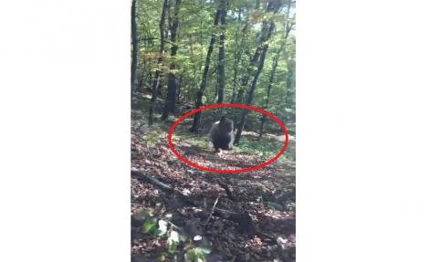 ”Bă, bă, bă, nu mă vezi?” Omul a ajuns să strige după urs, în pădure. Reacția speriată a animalului, surprinsă pe filmare. Video