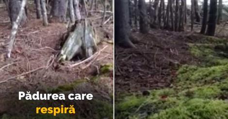 VIDEO - Pădurea aceasta respiră! Fenomenul a înspăimântat specialiștii, dar explicația a dus la o descoperire bombă!