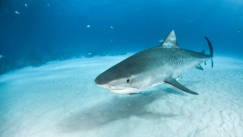 A reușit să captureze un „monstru” la vârsta de numai opt ani! Băiatul a pescuit un rechin tigru de 314 kilograme - FOTO