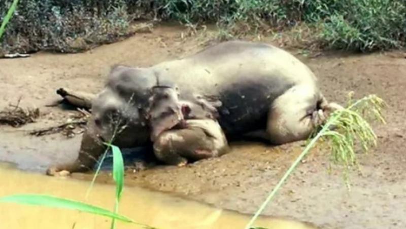 Imagini sfâșietoare! Un elefant dintr-o specie rară a fost împușcat cu 70 de gloanțe și lăsat să plutească pe un râu