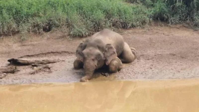 Imagini sfâșietoare! Un elefant dintr-o specie rară a fost împușcat cu 70 de gloanțe și lăsat să plutească pe un râu