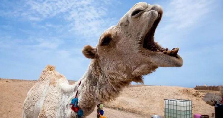 Blocată sub o cămilă de 600 de kilograme, o femeie a recurs la cel mai nebunesc gest: &bdquo;I-am mușcat testiculele pentru a-l da jos de pe mine&rdquo;