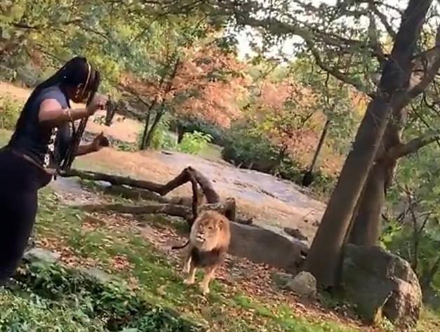 Nebunie completă! A intrat &icirc;n țarcul leului și a dansat&nbsp;&icirc;n fața lui! Imagini șocante! Video