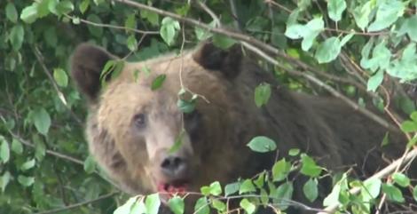 Alertă în Brașov! Doi copii și un bărbat, răniți de un urs | VIDEO
