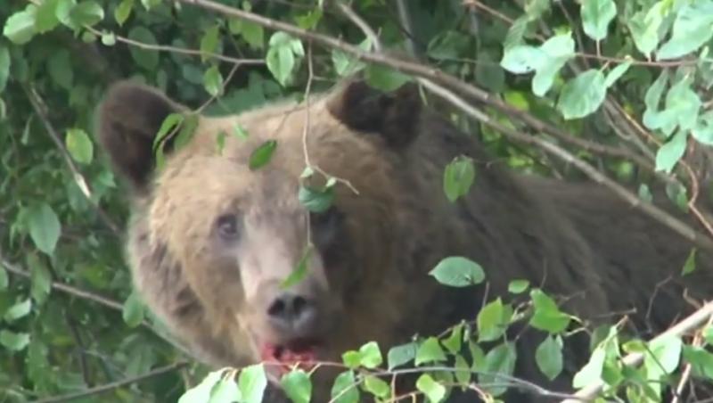 Alertă în Brașov! Doi copii și un bărbat, răniți de un urs | VIDEO