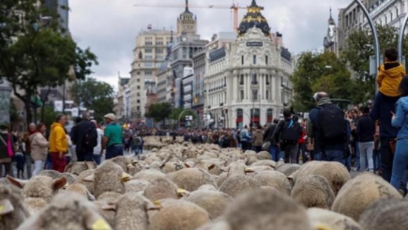 Peste 700 de oi și capre au străbătut străzile din Madrid într-un marș organizat de ciobani  - VIDEO