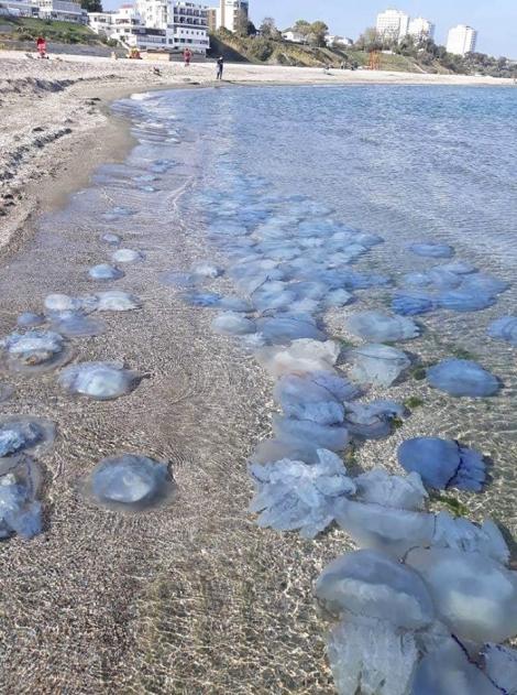 Fenomen neobișnuit la malul mării! Meduze de culoare albastră au invadat plajele. Pot provoca iritații dacă sunt atinse
