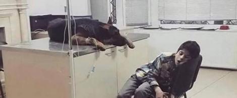 Așa arată dragostea! Și-a petrecut nopți întregi la căpătâiul câinelui său aflat pe patul de spital, fără să ceră ceva. „Este atât de simplu, dar atât de complex. Este uman.”