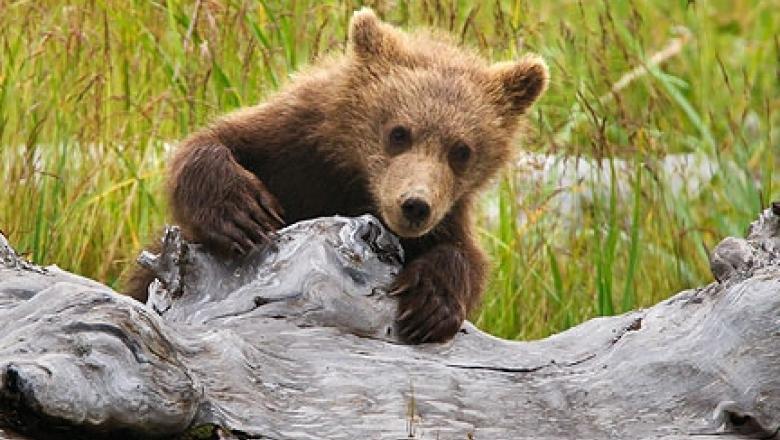 Musafir nepoftit! Un urs vizitează &icirc;n fiecare zi un sat din Harghita