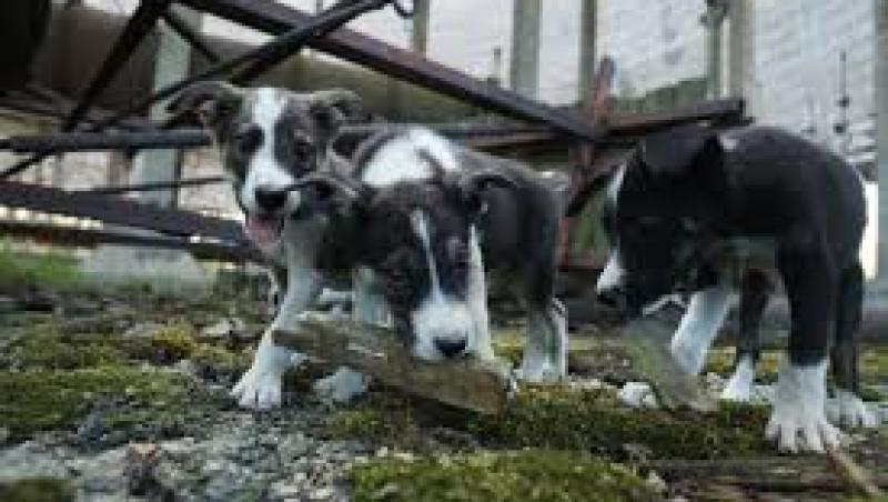 Lucas își riscă viața zilnic pentru a hrăni câinii de la Cernobîl! Bariu locuiește în cea mai toxică cameră din lume. „Toţi merită hrană şi adăpost şi câinii de la Cernobîl nu fac excepţie”