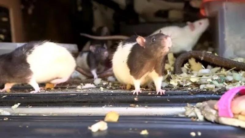 Carla, femeia care a trăit cu 300 de șobolani în mașină! Ce au descoperit polițiștii | VIDEO