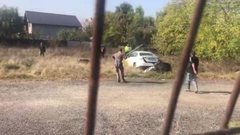 Video/ Doi mistreți umblă liberi în orașul Otopeni. Autoritățile nu au reușit să îi prindă