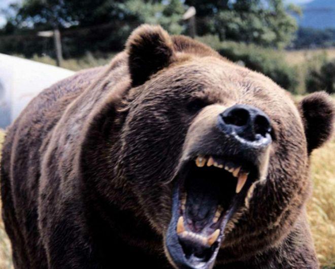 Bărbat sf&acirc;șiat de urs &icirc;ntr-o comună din Vrancea. Omul păzea o cireadă de vaci, la marginea pădurii