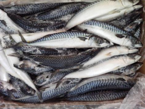 Raioanele de pește congelat dintr-un mare lanț de magazine ar putea fi închise: "Pericole pentru consumatori!"