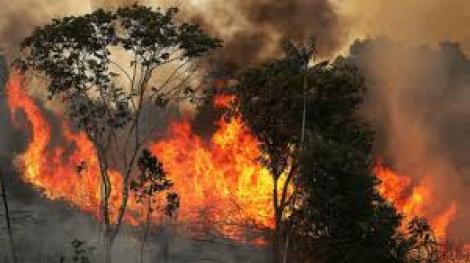 Dispare pădurea amazoniană? Incendiile puternice din această vară au distrus 17% din cea mai mare pădure a planetei