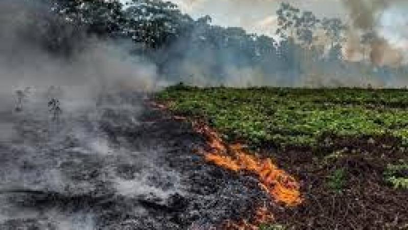 Dispare pădurea amazoniană? Incendiile puternice din această vară au distrus 17% din cea mai mare pădure a planetei