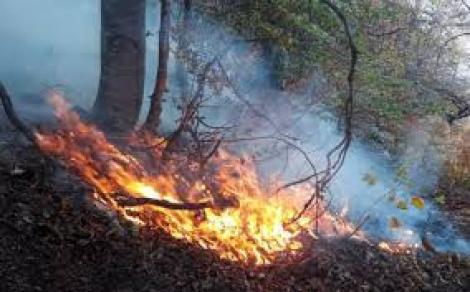 Incendiu în Apuseni! 30 de hectare de pădure au ars, pompierii încă încearcă să stingă focul