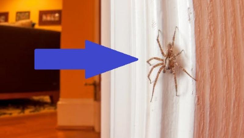De ce nu trebuie să omori niciodată un păianjen din casă! Ce se întâmplă