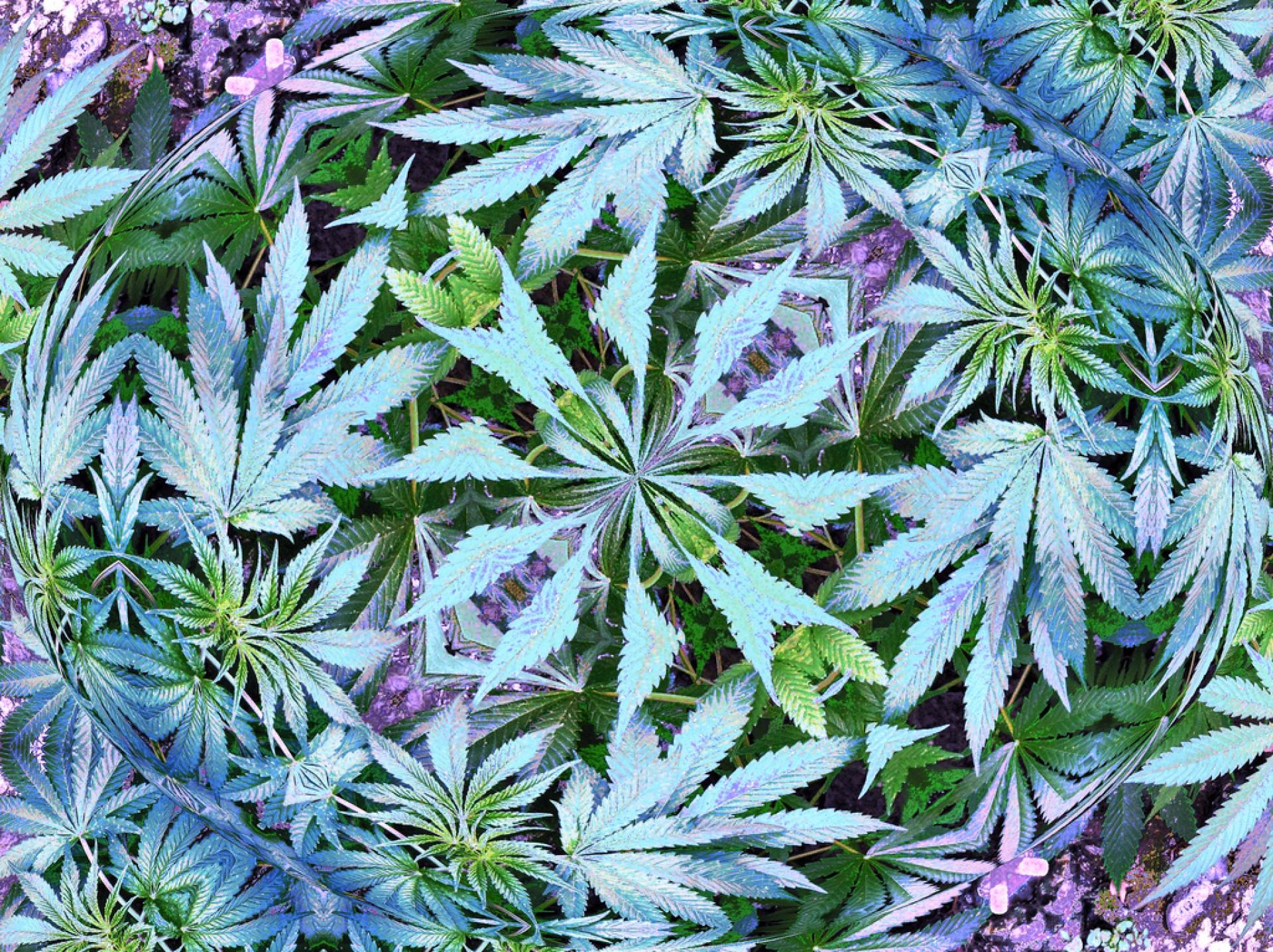 Situație alarmantă &icirc;n Brăila! Trei bărbaţi au fost reţinuţi pentru trafic de droguri