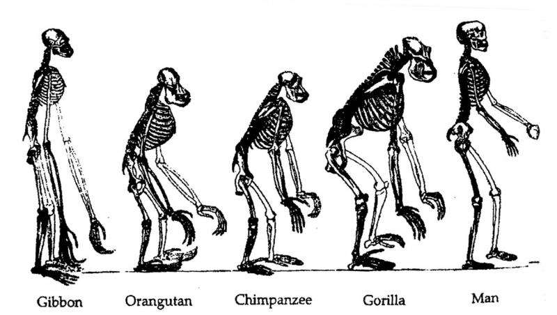 Teoria evoluției lui Charles Darwin