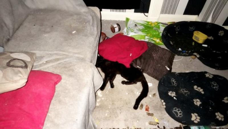 O femeie și-a lăsat cele două pisici și câinele închiși în casă după ce s-a mutat! Polițiștii au fost oripilați de ce au găsit - FOTO