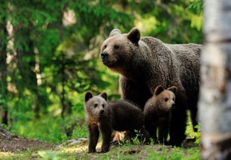 Braşov: Ursoaică cu doi pui văzută la un tomberon, îndepărtată de jandarmi
