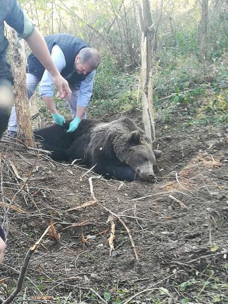 Vrancea: Ursul prins în laţ, eliberat după aproape 20 de ore; animalul a fost sedat de o echipă de specialişti de la Bacău