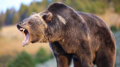 Vânător atacat de urs în Bistrița!