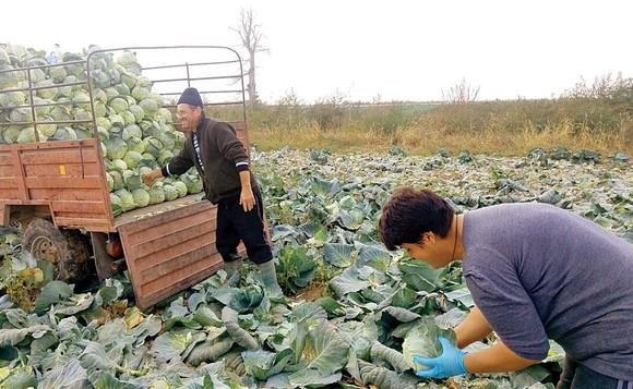 Rom&acirc;nii vor m&acirc;nca mai puține sarmale de sărbători! Varza este puțină și scumpă