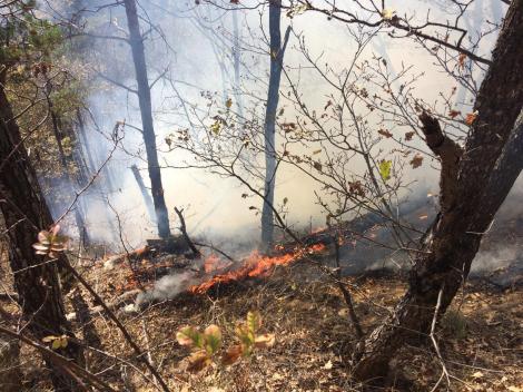 Sibiu: Incendiul de pădure din zona Măgura s-a extins; zeci de pompieri intervin pe patru hectare