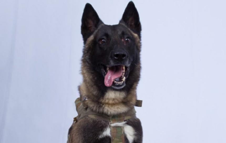 Trump, ironizat pe Twitter după ce &rdquo;declasifică&rdquo; poza c&acirc;inelui rănit &icirc;n operaţiunea &icirc;mporiva lui al-Baghdadi