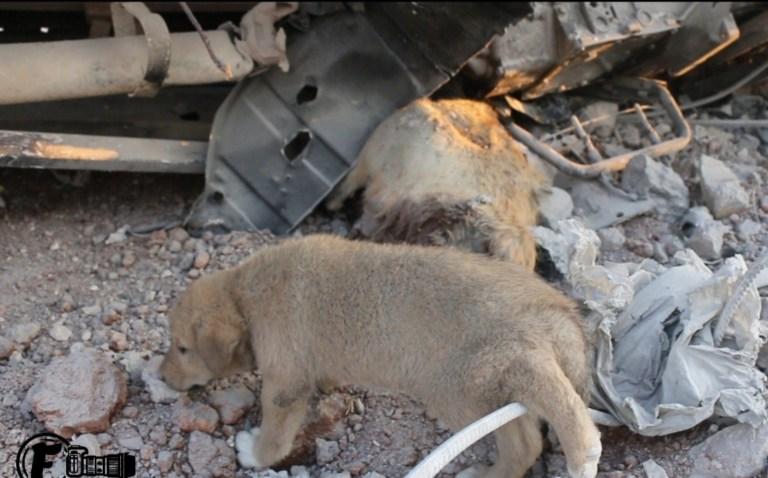 Cățel salvat de sub dăr&acirc;mături, după ce mama sa a murit &icirc;n timpul raidului &icirc;mpotriva liderului ISIS | VIDEO