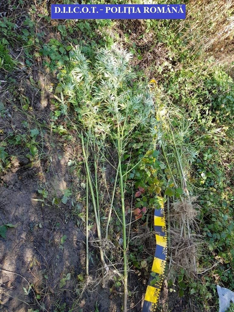 DIICOT: Percheziţii &icirc;n judeţele Cluj şi Bistriţa-Năsăud la persoane care au amenajat culturi de cannabis şi aveau &icirc;n locuinţe laboratoare pentru prepararea drogurilor