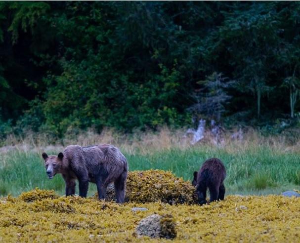 Urşii grizzly sunt în pericol în Canada din cauza reducerii populaţiei de somoni