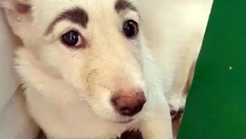 VIDEO/ Nu e cel mai adorabil cățel? Două pete negre pe blană l-au făcut celebru! Câinele seamănă izbitor cu Frida Kahlo datorită sprâncenelor lui