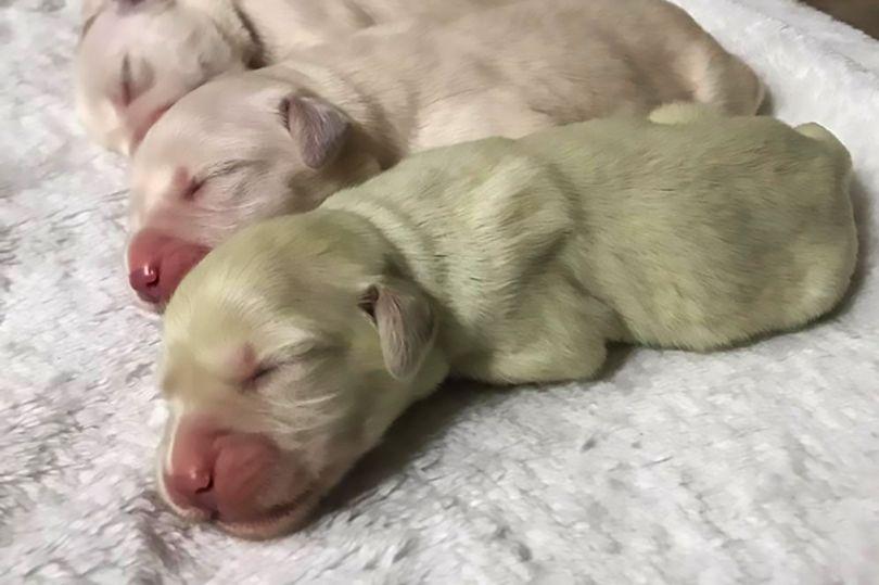 Faceți cunoștință cu „Mojito”! Un cățel din rasa Golden Retriever care s-a născut cu blana verde: „Puii cu blană verde sunt o întâmplare foarte rară” - FOTO