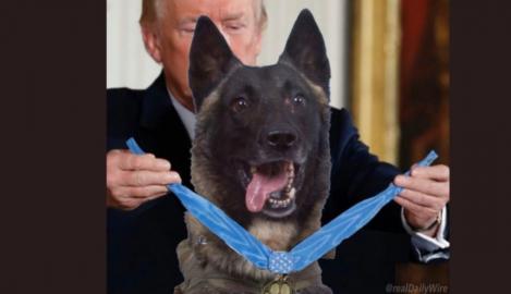 Donald Trump îl va primi la Casa Albă pe ”Conan”, câinele care l-a urmărit pe Al-Baghdadi până s-a sinucis