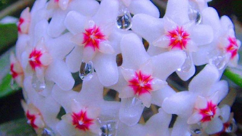 Cum îngrijești Lacrima Maicii Domnului - floarea care produce mir - pe timp de iarnă